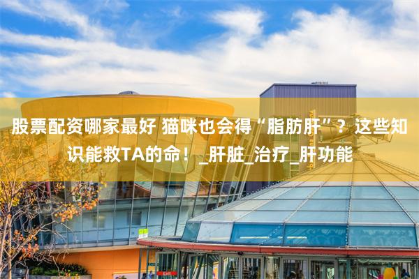 股票配资哪家最好 猫咪也会得“脂肪肝”？这些知识能救TA的命！_肝脏_治疗_肝功能
