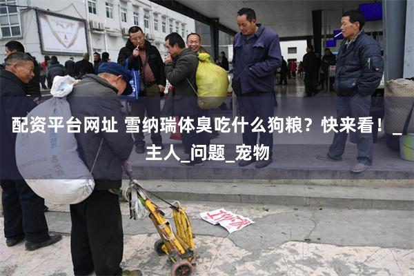 配资平台网址 雪纳瑞体臭吃什么狗粮？快来看！_主人_问题_宠物