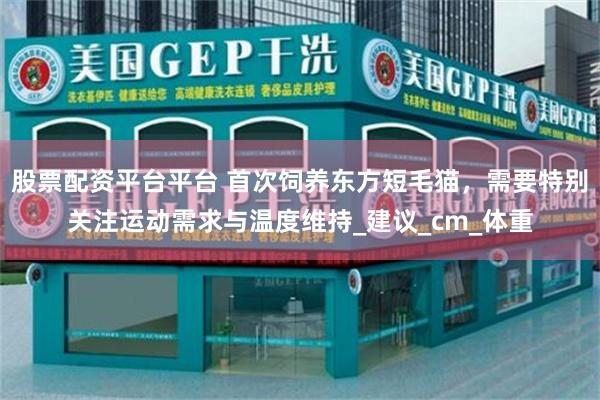 股票配资平台平台 首次饲养东方短毛猫，需要特别关注运动需求与温度维持_建议_cm_体重